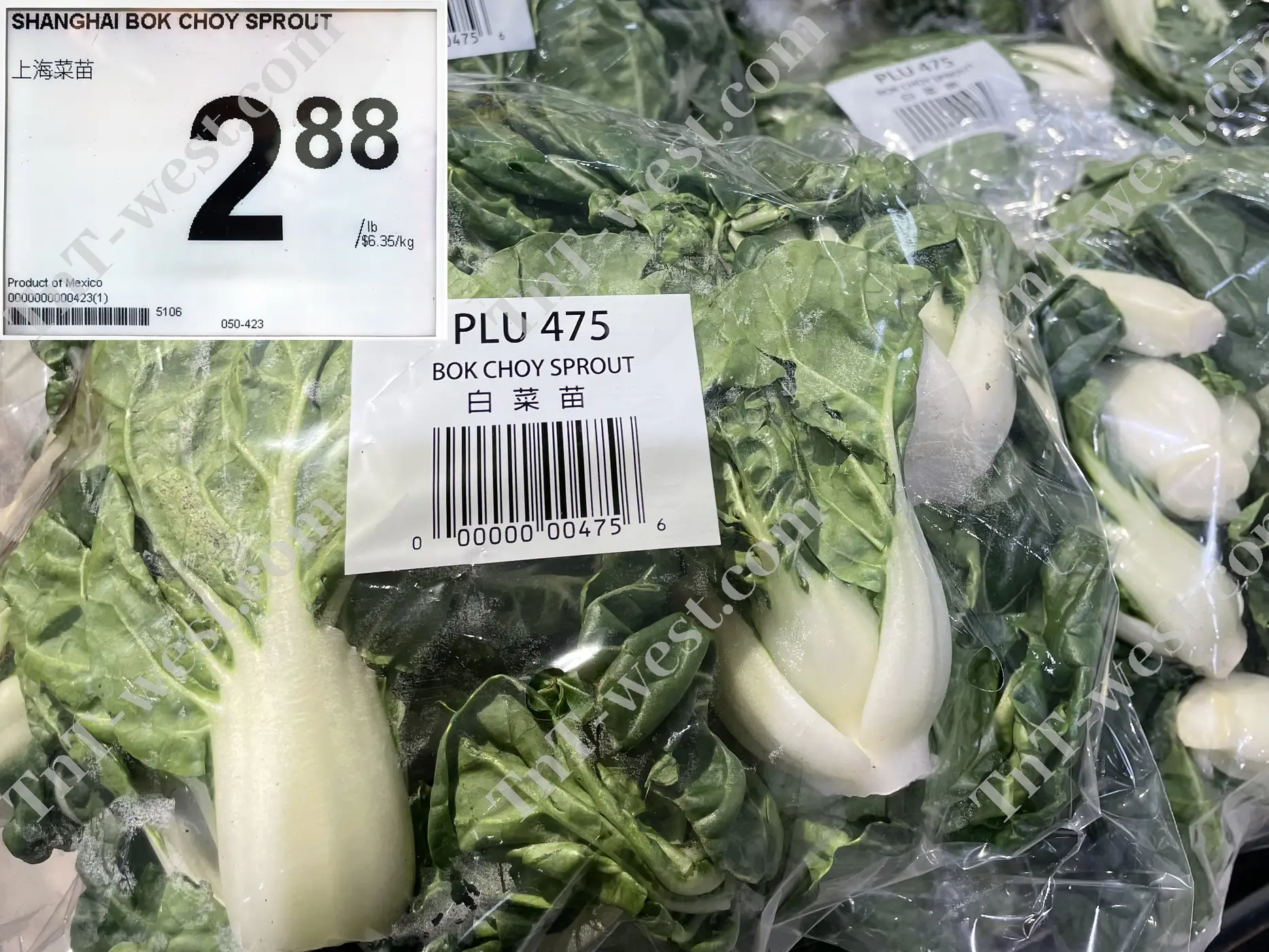Shanghai Bok Choy Sprout