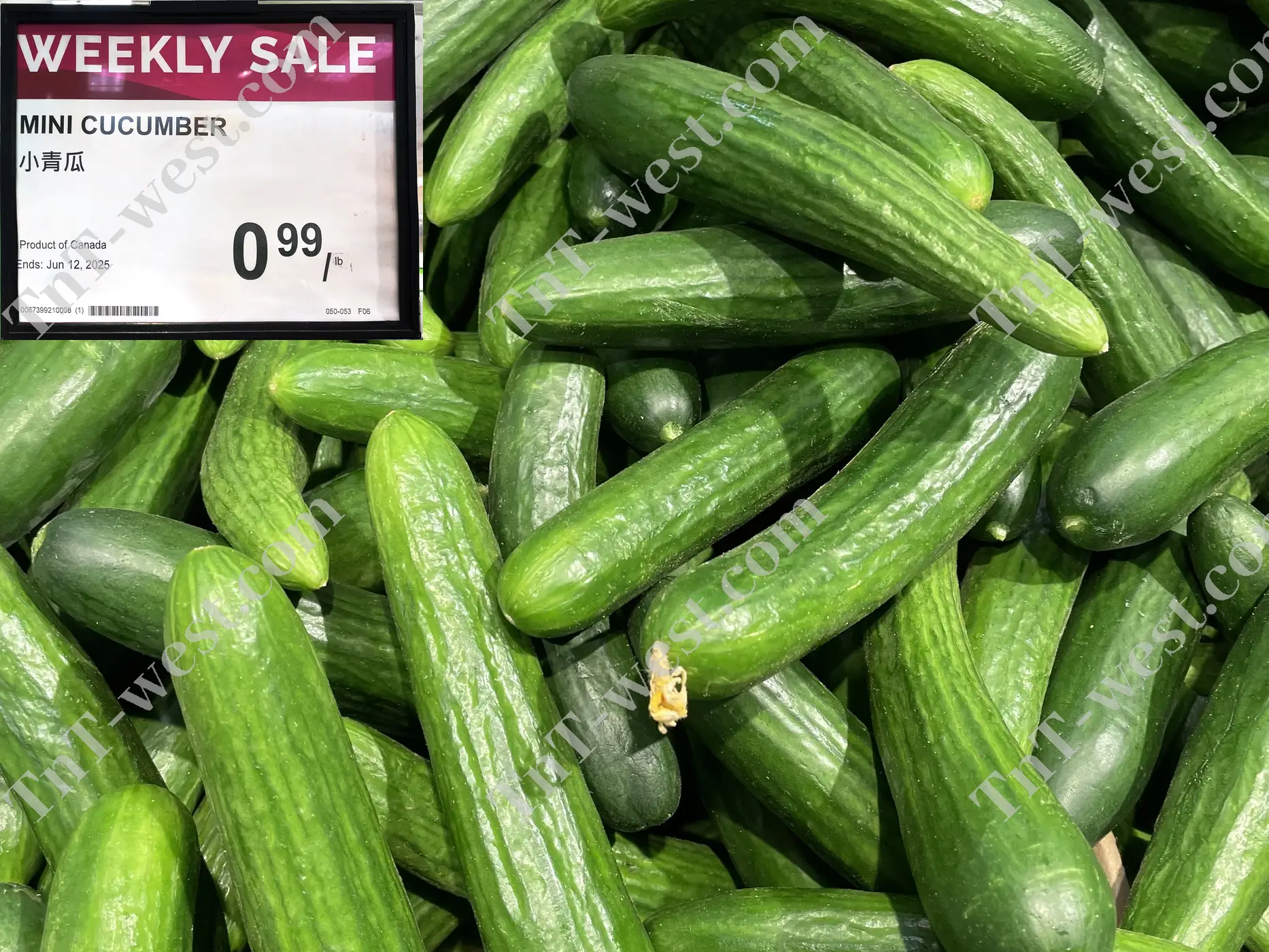 Mini Cucumber