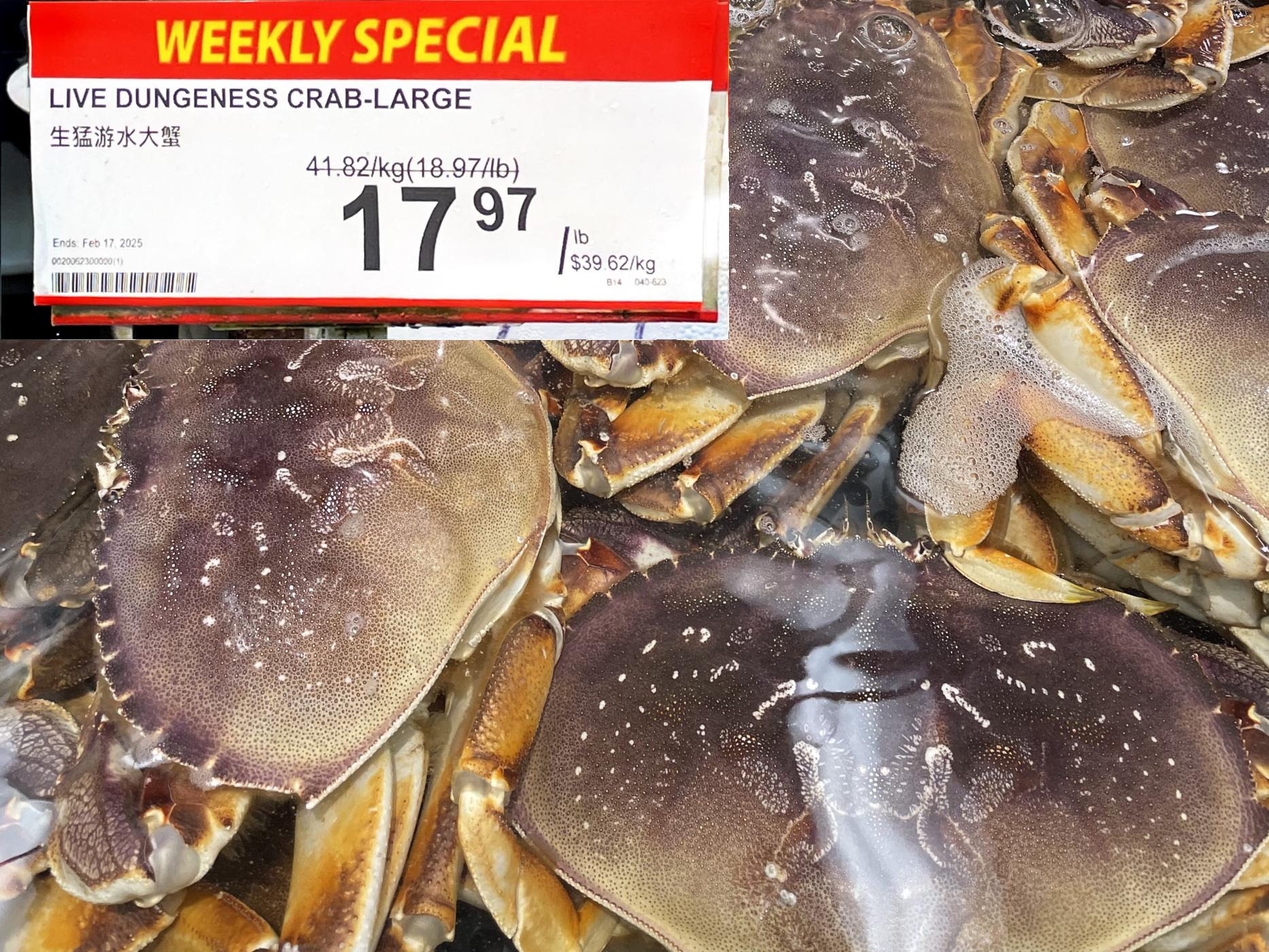 live dungeness crab large